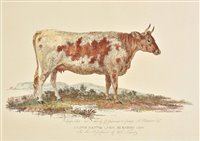 Lot 256 - Cattle.