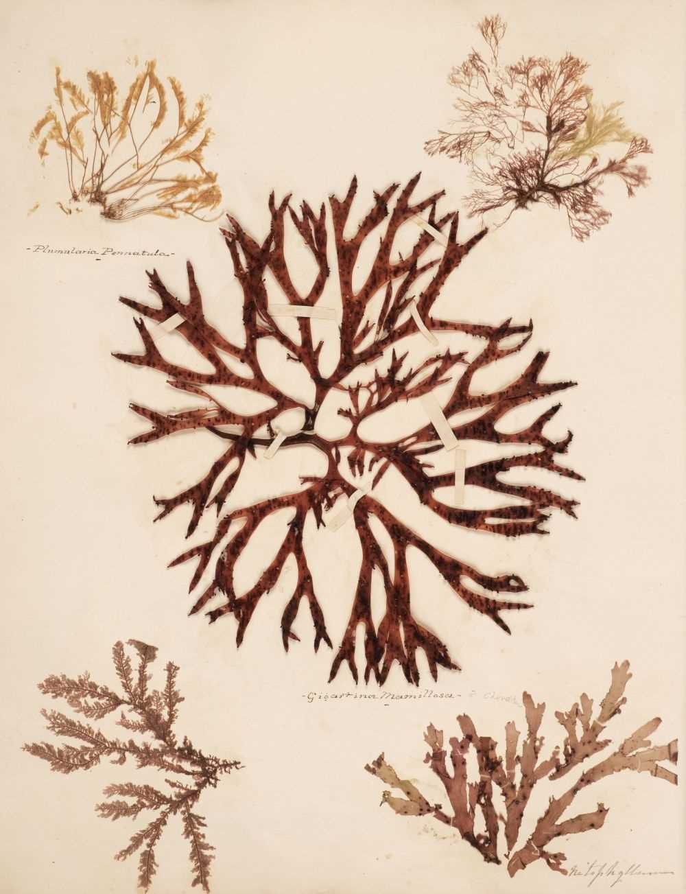 Lot 83 - Seaweed. A mid-19th-century album of Seaweed Specimens collected from Weymouth