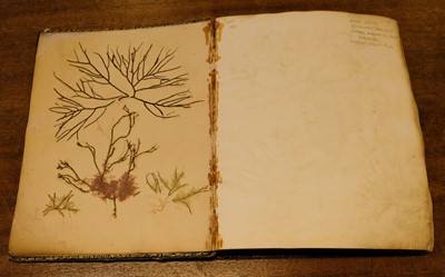 Lot 83 - Seaweed. A mid-19th-century album of Seaweed Specimens collected from Weymouth