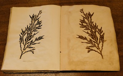 Lot 83 - Seaweed. A mid-19th-century album of Seaweed Specimens collected from Weymouth