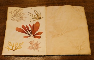 Lot 83 - Seaweed. A mid-19th-century album of Seaweed Specimens collected from Weymouth