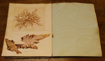 Lot 83 - Seaweed. A mid-19th-century album of Seaweed Specimens collected from Weymouth