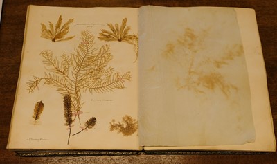 Lot 83 - Seaweed. A mid-19th-century album of Seaweed Specimens collected from Weymouth