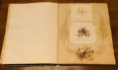 Lot 83 - Seaweed. A mid-19th-century album of Seaweed Specimens collected from Weymouth