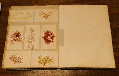 Lot 83 - Seaweed. A mid-19th-century album of Seaweed Specimens collected from Weymouth