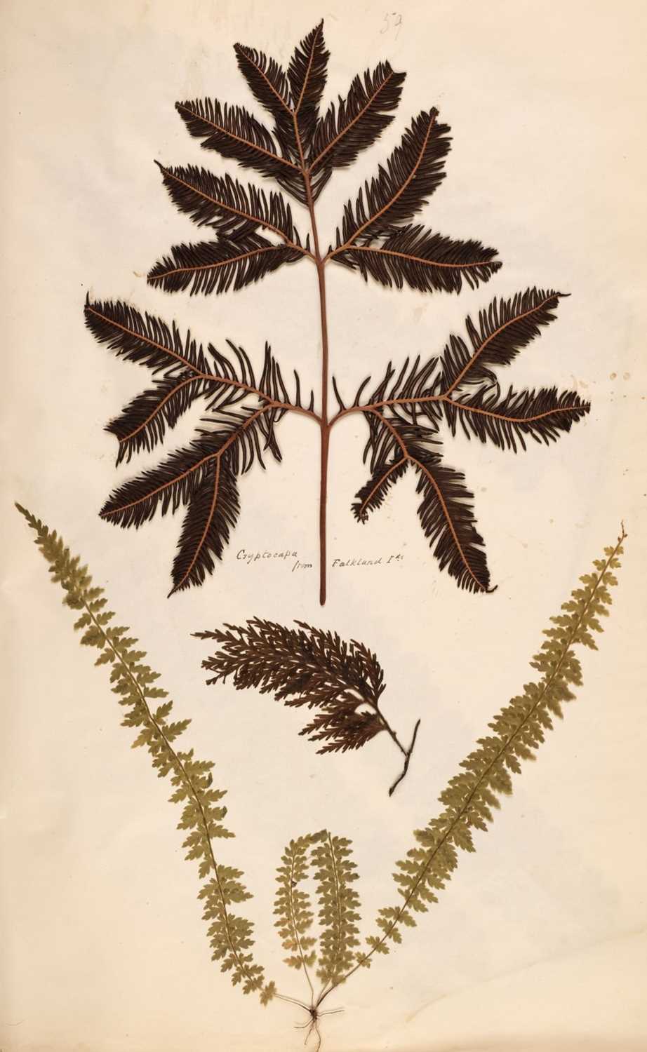 Lot 72 - Ferns. A large album of dried and pressed specimens, late Victorian