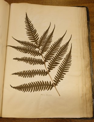 Lot 72 - Ferns. A large album of dried and pressed specimens, late Victorian