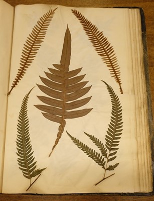 Lot 72 - Ferns. A large album of dried and pressed specimens, late Victorian