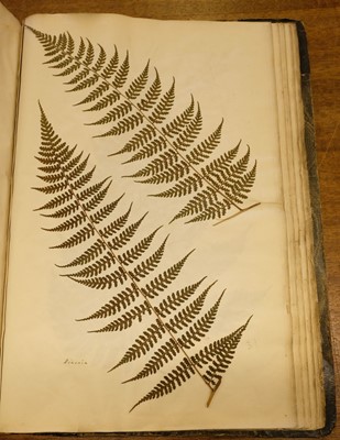 Lot 72 - Ferns. A large album of dried and pressed specimens, late Victorian