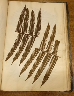 Lot 72 - Ferns. A large album of dried and pressed specimens, late Victorian