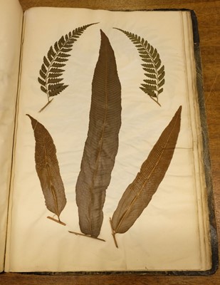 Lot 72 - Ferns. A large album of dried and pressed specimens, late Victorian