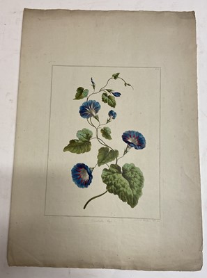Lot 69 - Edwards, Sydenham Teast (1768-1819), 3 Botanical Plates, 1788, etchings with watercolour