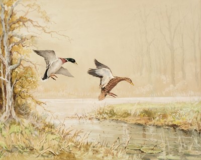 Lot 209 - Ward Binks (Reuben 1880 - 1950). Pair of Mallards landing in the Splash