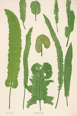 Lot 74 - Moore (Thomas). The Ferns of Great Britain and Ireland... Nature-Printed by Henry Bradbury, 1857