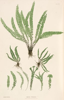Lot 74 - Moore (Thomas). The Ferns of Great Britain and Ireland... Nature-Printed by Henry Bradbury, 1857