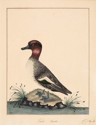 Lot 190 - Hayes (Charles 1772 - 1826). Teal, male