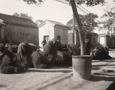 Lot 32 - China. A group of camels near Peking, c. 1950s, vintage gelatin silver print