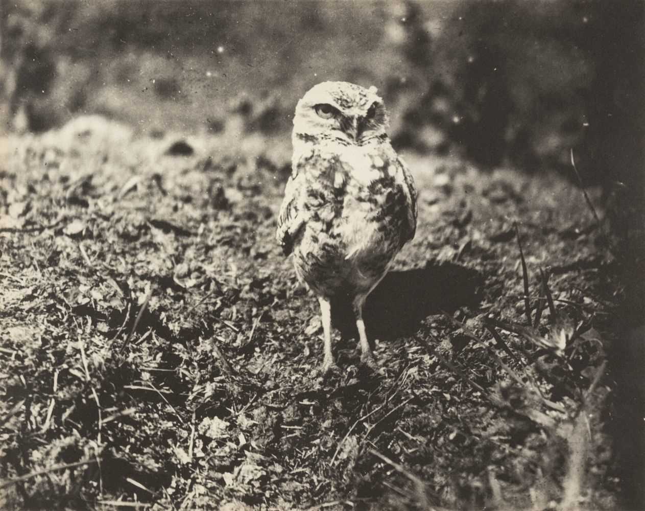 Lot 119 - Job (Herbert Keightley, 1865-1933). A group of 14 vintage ornithological photographs, c. 1920s
