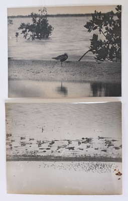 Lot 119 - Job (Herbert Keightley, 1865-1933). A group of 14 vintage ornithological photographs, c. 1920s