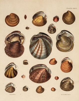 Lot 175 - Fish & Shells. A collection of approximately 95 prints, 18th & 19th century