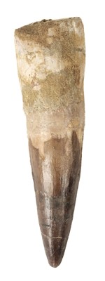 Lot 69 - Spinosaurus Tooth. A fully rooted tooth