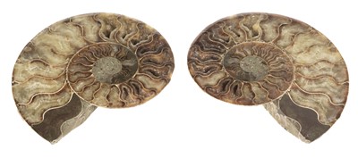 Lot 65 - Cleoniceras. A fine Ammonite, cut through its centre and polished