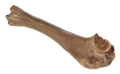 Lot 58 - Woolley Mammoth. A Woolley Mammoth leg bone (tibia) from an old British collection