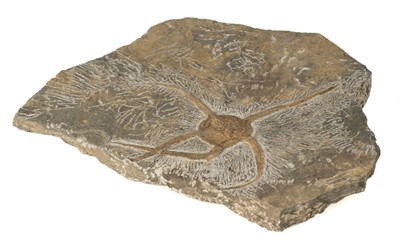 Lot 60 - Fossilised Starfish. A Brittlestar, Ophiuroidea from the Middle Ordovician of El Kaid, Morocco