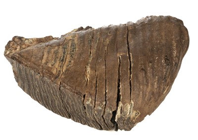Lot 57 - Woolley Mammoth. A Woolley Mammoth tooth from Siberia