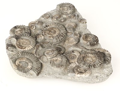 Lot 67 - Ammonite Block. An Arnioceras fossil Ammonite block from Yorkshire
