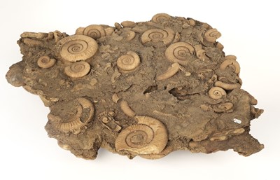 Lot 63 - Ammonites. Multi bed of Ammonites, Schleifhausen in Germany, approx 180 million years old