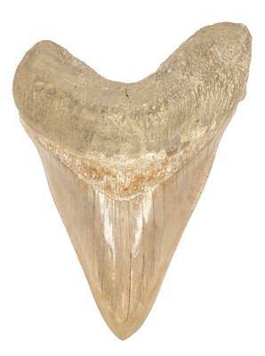 Lot 66 - Megalodon Tooth. A large Megalodon tooth from Java, Indonesia