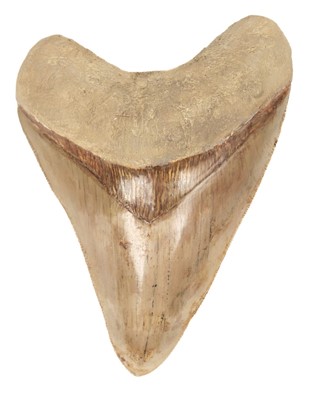 Lot 64 - Megalodon Tooth. A large Megalodon tooth from Java, Indonesia