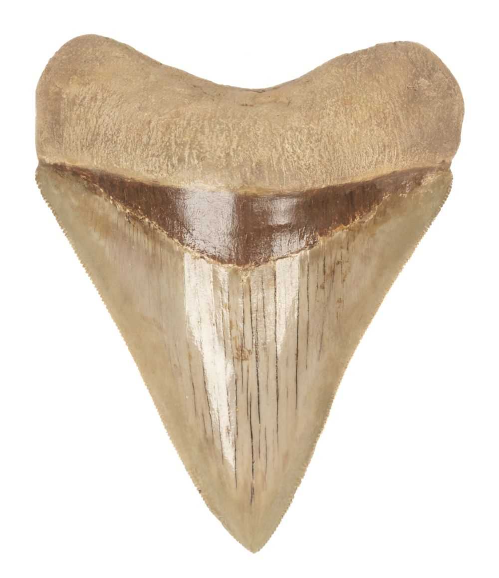 Lot 56 - Megalodon Tooth. A Megalodon tooth from Java,