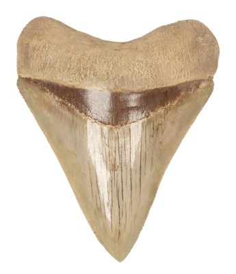 Lot 56 - Megalodon Tooth. A Megalodon tooth from Java, Indonesia