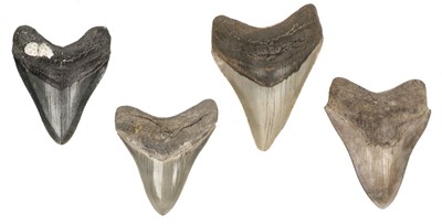 Lot 61 - Megalodon Teeth. A collection of four Megaladon teeth from South Carolina