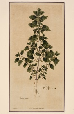 Lot 256 - Botanical prints. 19th century