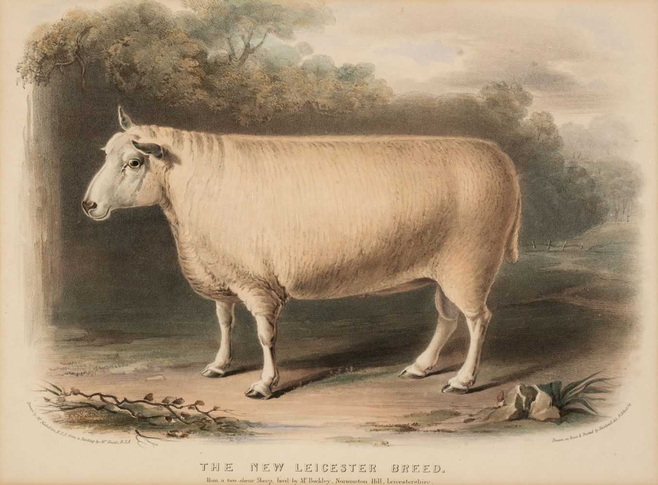 Lot 227 - Low (David). Four lithographs of Sheep, 1842