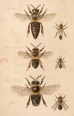 Lot 63 - Bagster (Samuel). The Management of Bees, 1834