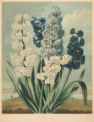 Lot 248 - Thornton (Dr. Robert, publisher). Warner (Thomas), Hyacinths, 1801