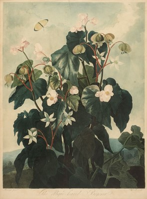 Lot 247 - Thornton (Dr Robert, publisher). Caldwell (James), The Oblique-Leaved Begonia, 1800