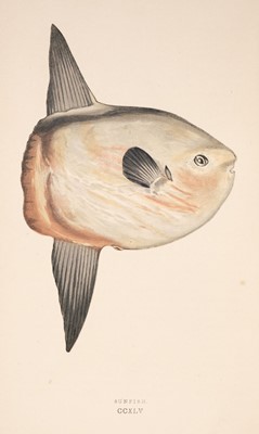 Lot 67 - Couch (Jonathan). A History of British Fishes of the British Islands, 3 volumes, 1862-65