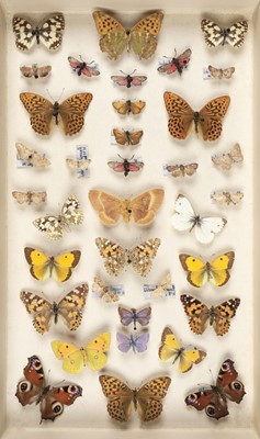 Lot 76 - Lepidoptera. A collection of British butterflies and moths