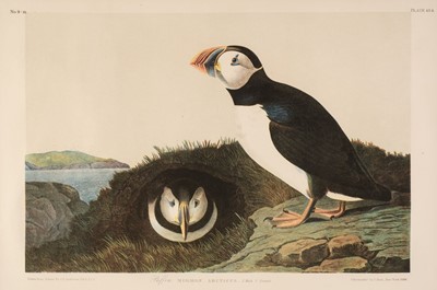 Lot 62 - Audubon (John James). Puffin Mormon Arcticus, 1860
