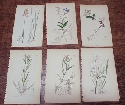 Lot 257 - Botany. A collection of approximately 700 prints, 19th century