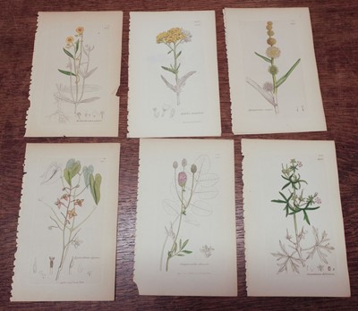 Lot 257 - Botany. A collection of approximately 700 prints, 19th century