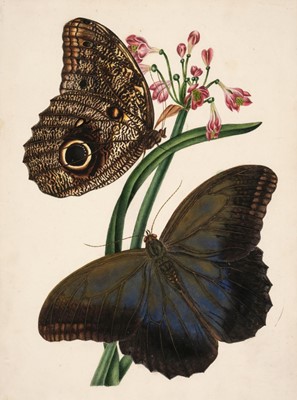 Lot 37 - Manner of Edward Donovan (1768-1837). Three watercolours of Lepidoptera