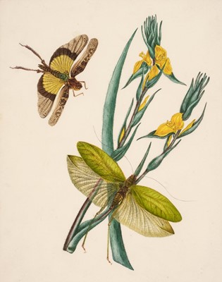 Lot 37 - Manner of Edward Donovan (1768-1837). Three watercolours of Lepidoptera