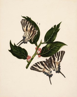 Lot 37 - Manner of Edward Donovan (1768-1837). Three watercolours of Lepidoptera