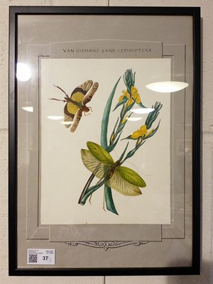 Lot 37 - Manner of Edward Donovan (1768-1837). Three watercolours of Lepidoptera